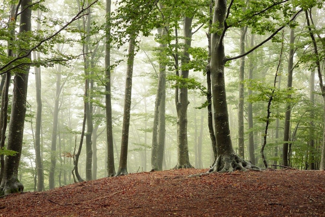 Beukenbos met hoge stammen, groene bladeren en dichte ochtendnevel