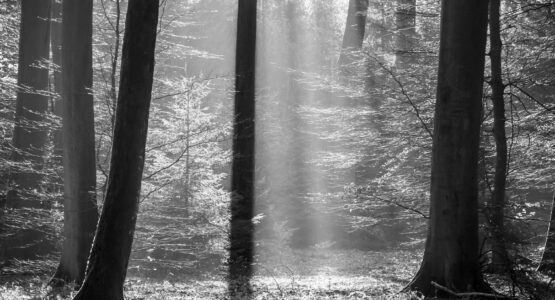 Zonlicht valt als stralen tussen hoge bomen in een stil bos