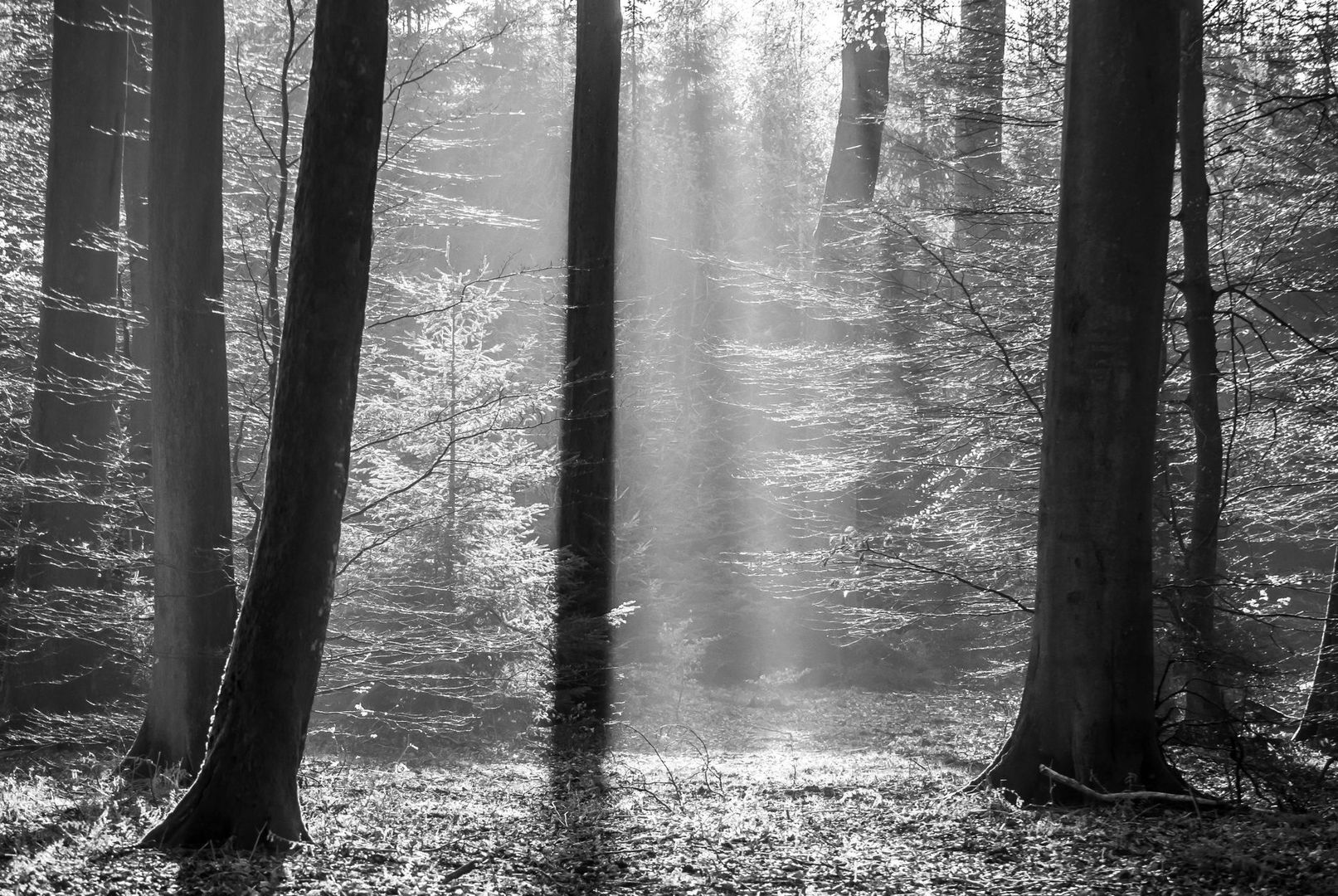 Zonlicht valt als stralen tussen hoge bomen in een stil bos